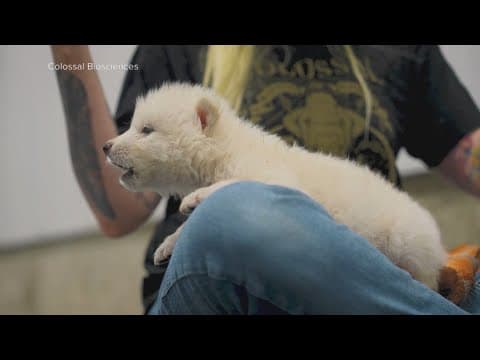 Dallas-based Colossal announces rebirth of once-extinct dire wolf