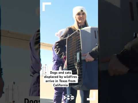 Dogs and cats displaced by the California fires arrive via plane to Dallas-Fort Worth.