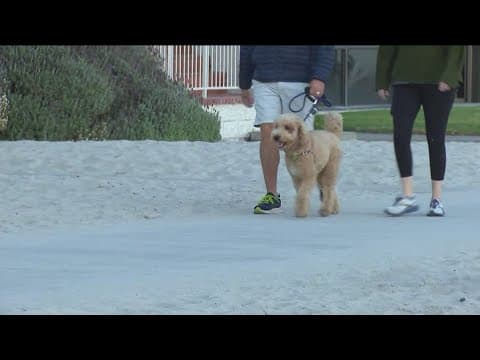 Efforts to lift dog walking hour restrictions hit a wall