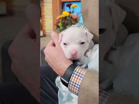 Sleepy baby from Ruff Start Rescue 😴