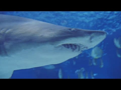 Shark encounter Do's and Don'ts