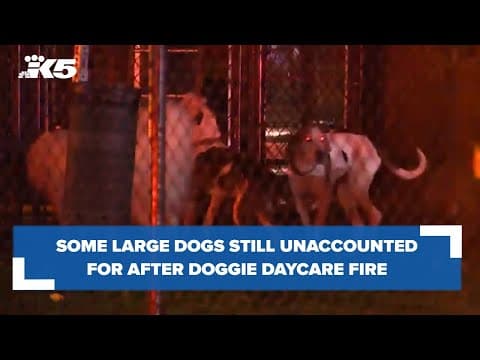 Multiple dogs still unaccounted for after doggie daycare fire
