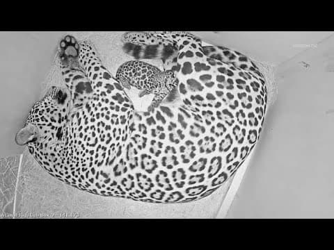Jaguar gives birth at Houston Zoo