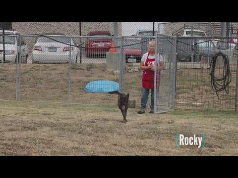 Tailwaggers: Meet Rocky