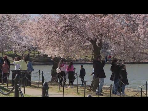 Cherry blossom peak bloom might arrive earlier this year