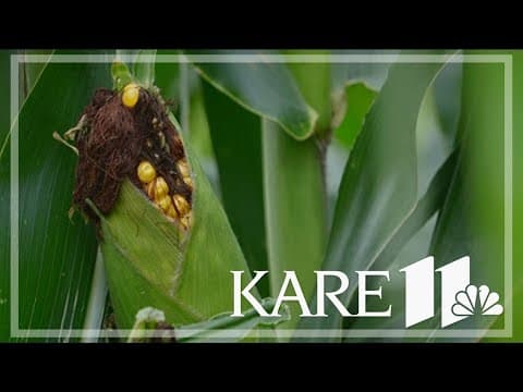 Yes, 'corn sweat' is real; here are the facts