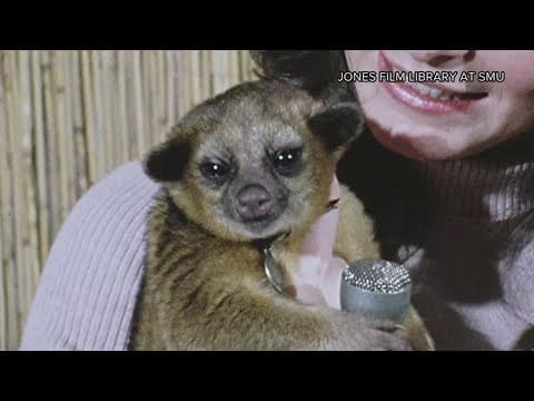 WFAA Rewind: A look at the interesting animals that have made the news here in North Texas