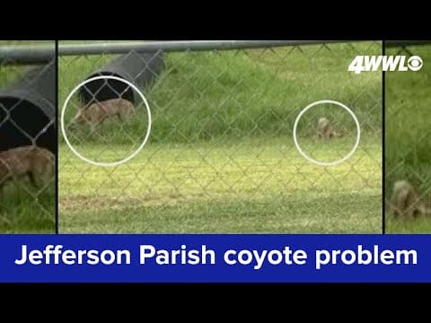 Parts of Jefferson Parish have a real coyote problem