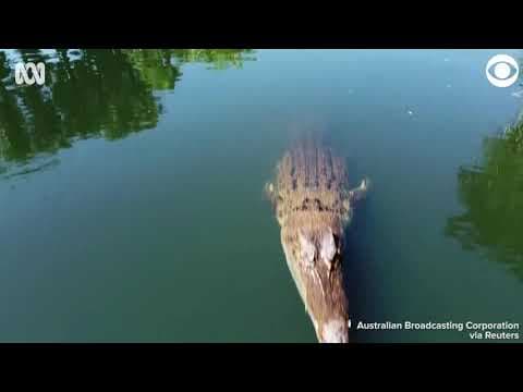 Crocodile attacks drone