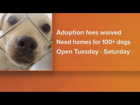 Prince George's Co. animal shelter waives adoption fees as they reach capacity