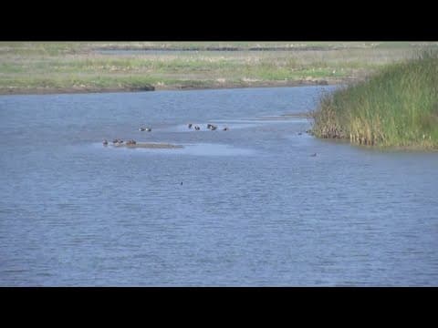 Nature Collective works to conserve and restore habitats in Encinitas