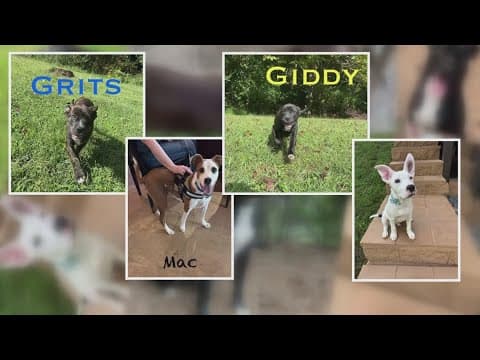 North Carolina shelter animals arrive in Louisiana sanctuary following Hurricane Helene