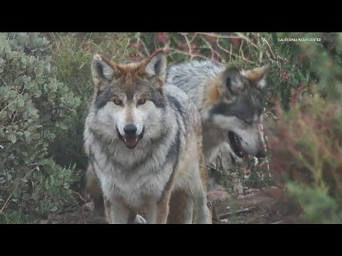 Three California Gray Wolves head to Chicago after tension in the pack