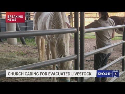 San Jacinto evacuees find refuge for livestock at Caney Creek Cowboy Church