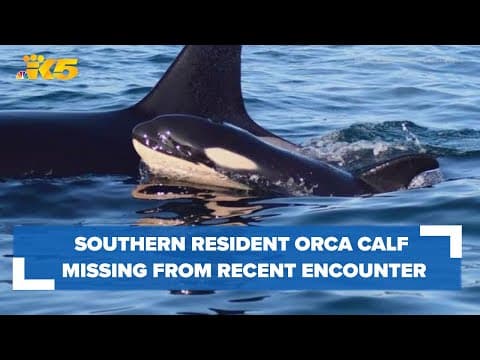J Pod orca calf feared dead after being reported missing during recent encounter