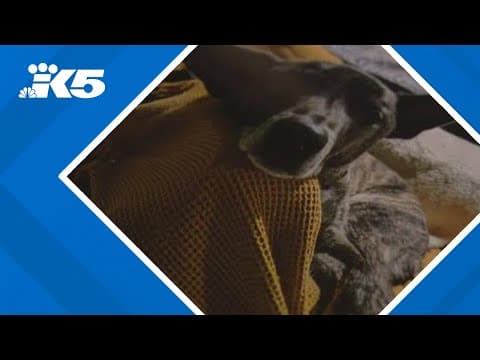 Dog owner sounds warning over newly approved 'miracle' pain medication