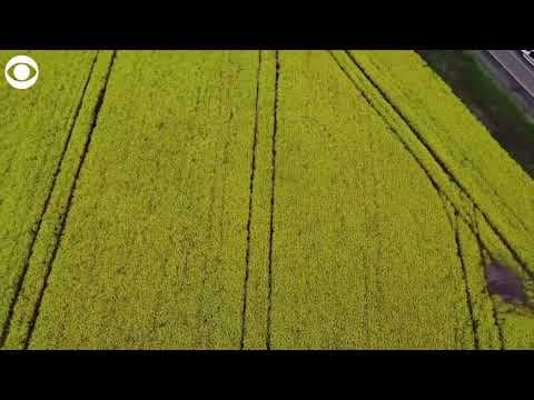 Yellow fields of blooming rapeseed plants in Ukraine