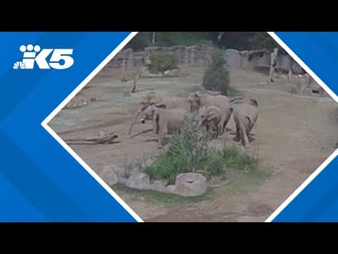 Elephants form "alert circle" to protect young during San Diego earthquake