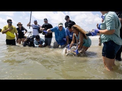 Tally the sea turtle released into Gulf after epic 2-year journey