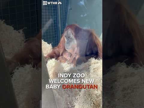 Indy zoo welcomes new baby orangutan
