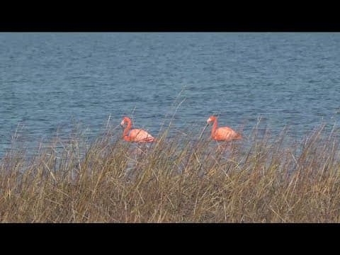 Two mysterious flamingos appear in South Bay