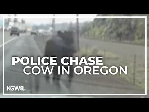 Oregon State Police chase cow on I-84