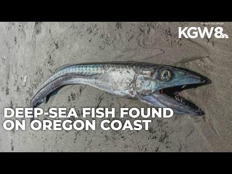 Deep-sea fish with fanged jaws found on Oregon Coast