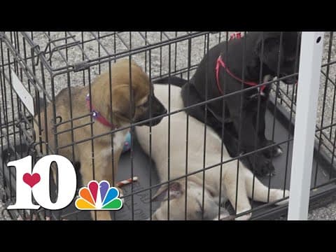 Dog Daze event back in Farragut this weekend