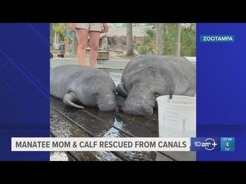 Manatee mom and calf rescued from canals in Naples