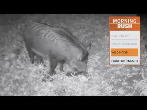 Feral hogs are tearing up a neighborhood in North Texas