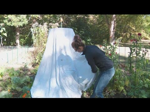 What to do before Minnesota's first frost