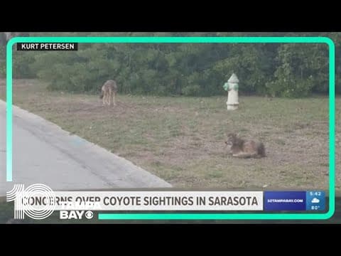 'I take a seven-iron': Siesta Key local says she's one of many concerned over coyote sightings