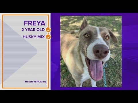 Pawfect Match: Meet Freya
