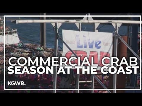 Commercial crab season kicks off next week at the Oregon Coast