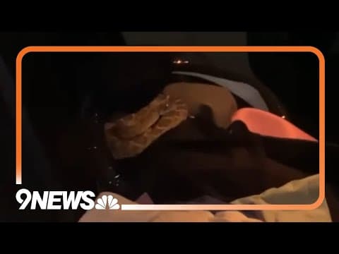 Arizona Woman Finds Rattlesnake in Backseat of Car