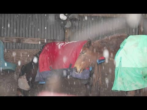 How farmers are caring for animals, crops during winter storm