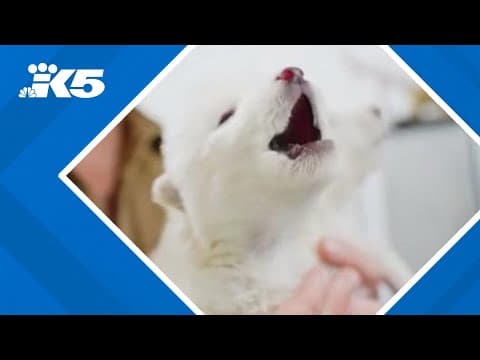 Dire wolves brought back from extinction