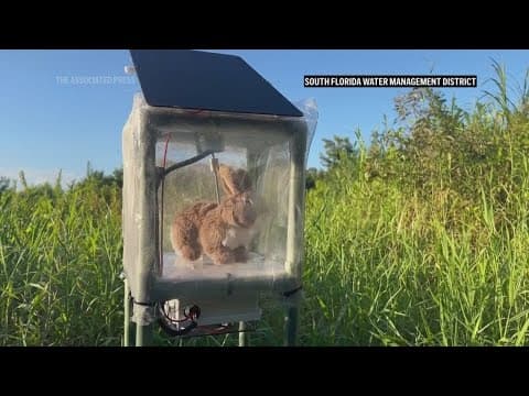 Robot rabbits the latest tool in Florida battle to control invasive Burmese pythons in Everglades