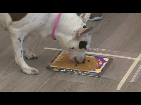 Looking for decor? You can buy paintings made by North Texas dogs