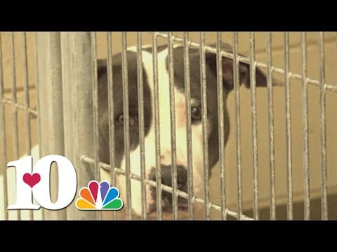 Young-Williams holding "Empty the Shelters" event