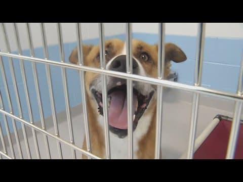 BBB warns pet owners about lost pet scams on social media