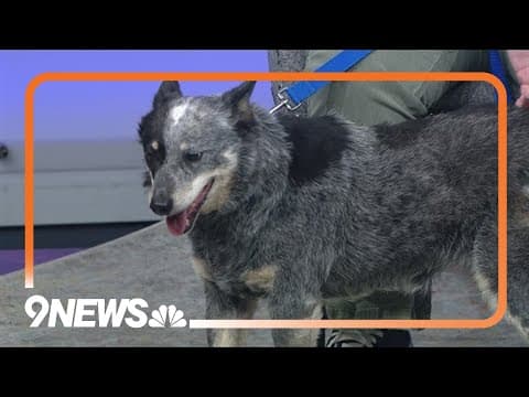 If you're looking for a sweet, furry companion, Blueberry is for you!