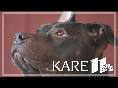 Adoption fees waived for 'Clear the Shelter' weekend