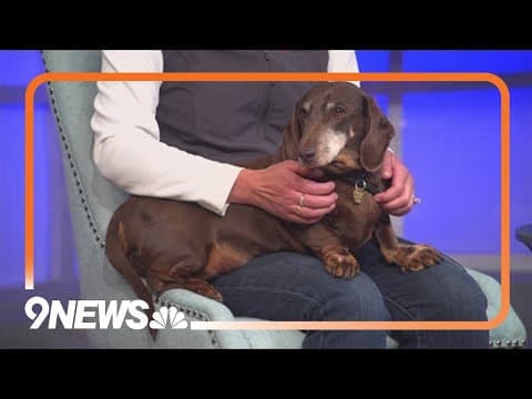 Senior pup Corporal is looking for a loving forever home