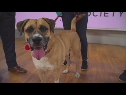 San Diego Humane Society waives fees for adult dogs for the rest of the year!