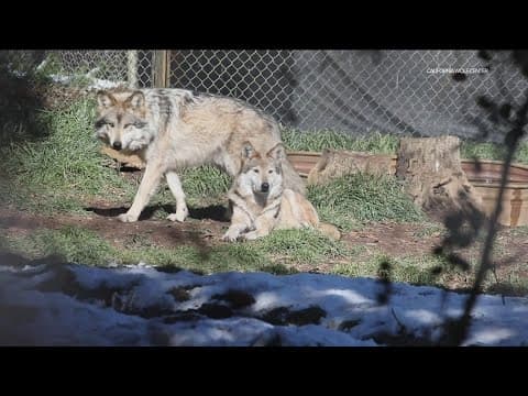 Celebrating Wolf Awareness Week