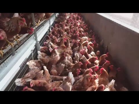 Company says it received conditional approval for bird flu vaccine from USDA