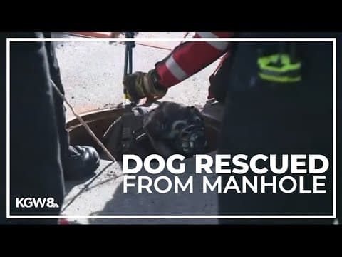 Dog rescued after falling nearly 25 feet down manhole in Southeast Portland
