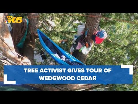 Raw: Tree activist gives tour of Wedgwood cedar