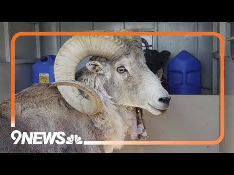 81-year-old gets prison time for cloning giant sheep and breeding it